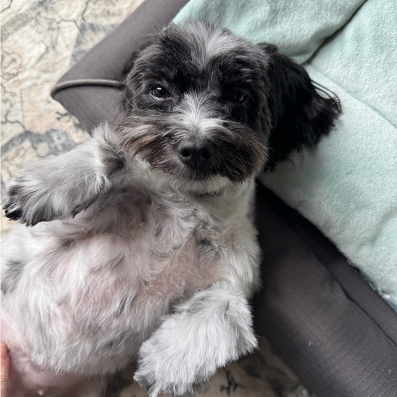 Unlisted Items 🇺🇸 - Picture 2 of 2